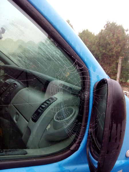 araignée et rosée sur la trafic
